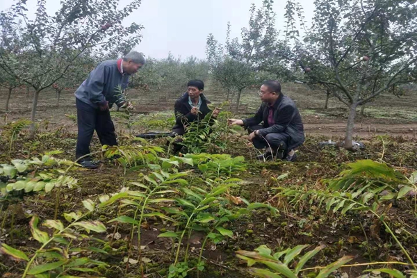 中药材种植现场.jpg